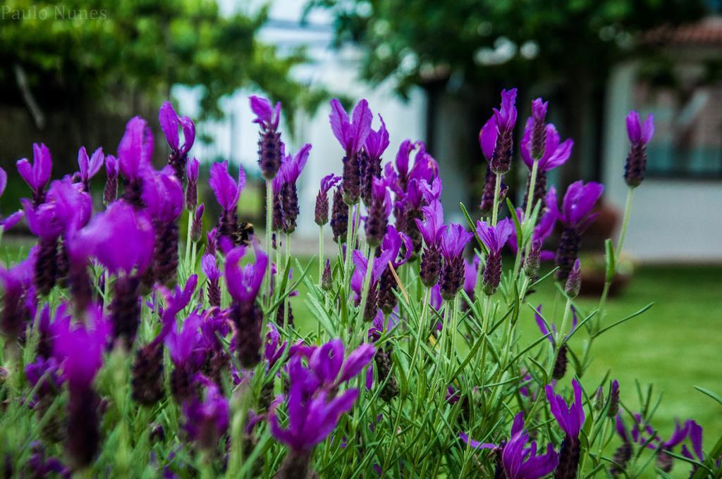 Vila Casa Da Noquinhas Bunheiro Exteriér fotografie